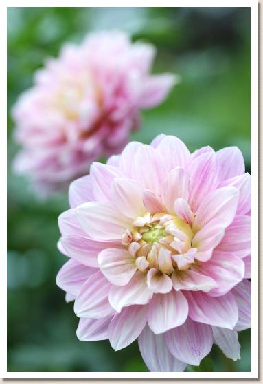 ダリア ブライダルピンク