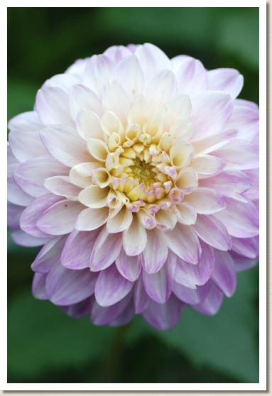 ダリア　ダンシングドール