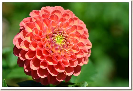 ダリア タナバタノヨル（七夕の夜）