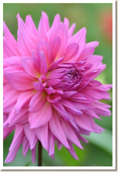 ダリア　ディスカバリー