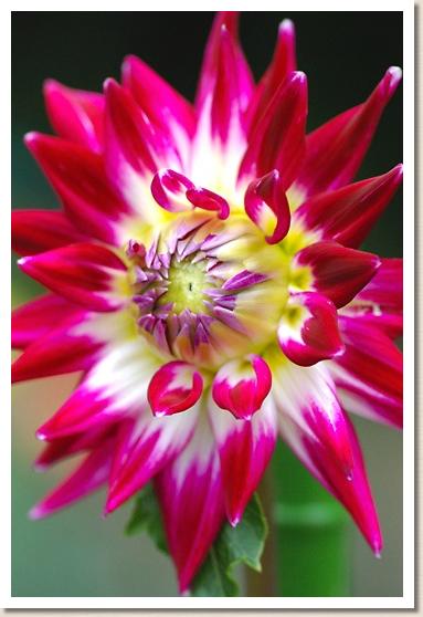 ダリア ドウワ（童話）