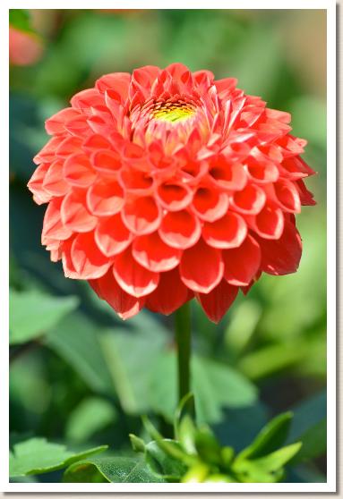 ダリア　ドリームダンス（Dream Dance）｜花の手帖のダリア図鑑