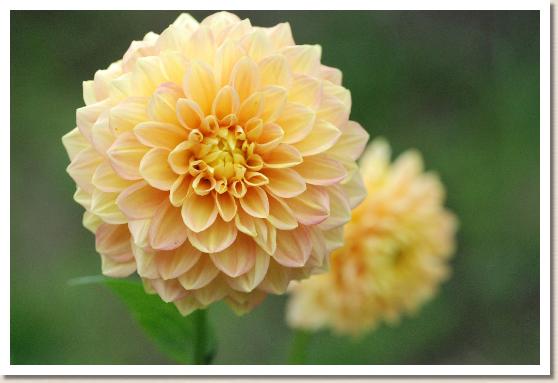 ダリア　ドレスアップ