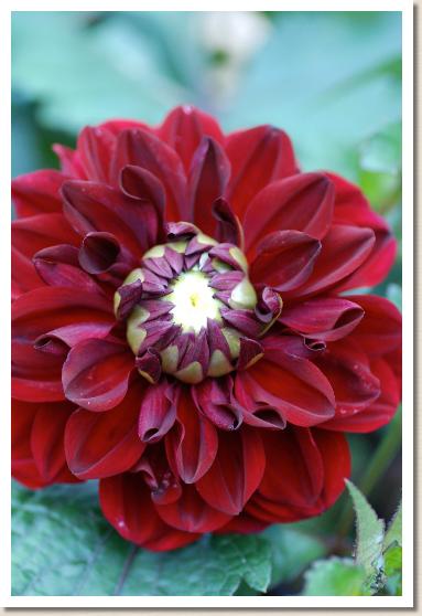 ダリア エンデューリング ラブ（DAHLIA　Enduring Love）