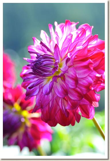 ダリア　フィダルゴスプラッシュ（Fidalgo Splash）