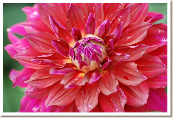 ダリア　フレイミングラブ