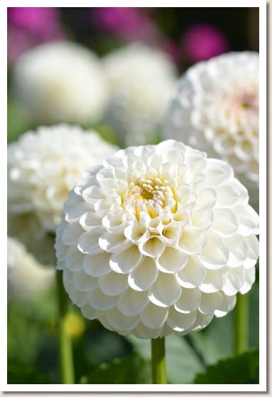 ダリア　フブキノマド｜花の手帖のダリア図鑑