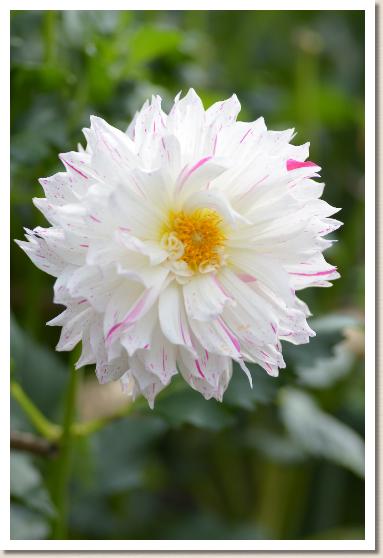 ダリア フブキ（吹雪）