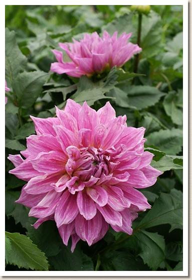 ダリア フジノサト