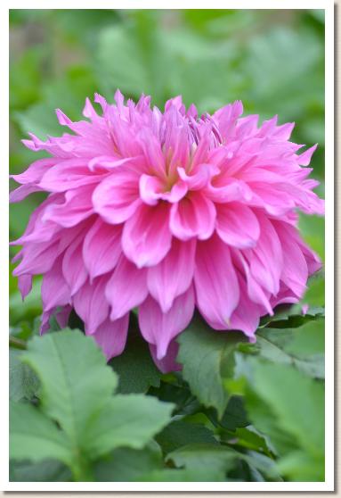 ダリア フジサト（藤里）