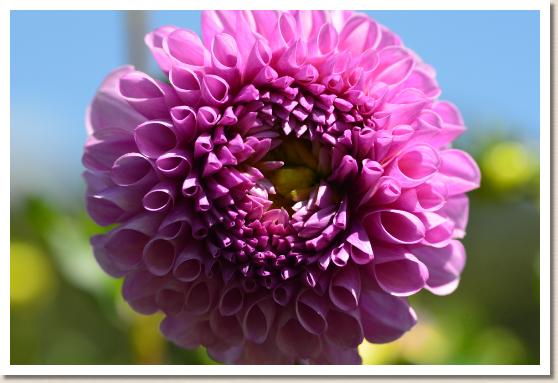 ダリア　フクヨカ（ふくよか）