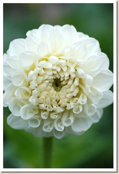 ダリア フユノタビ（冬の旅）