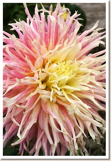 ダリア ハゴロモクジャク