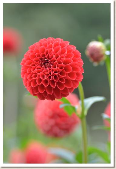 ダリア　ハイファイヤー