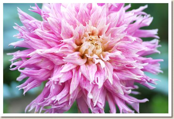 ダリア　フレイミングラブ