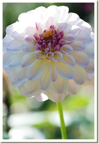 ダリア ハクサンテマリ