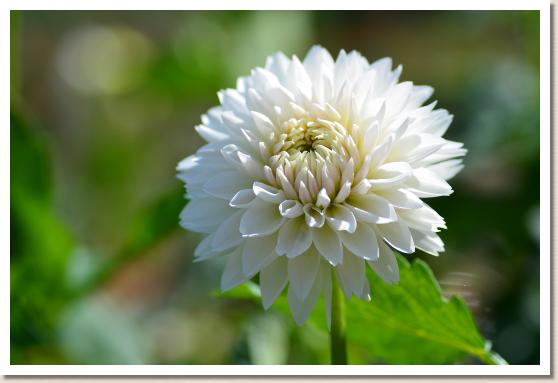 ダリア ハクテン（白天）