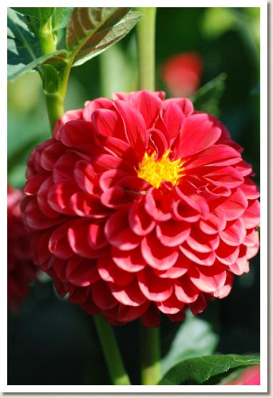 ダリア　ハマコウタ（浜小唄）