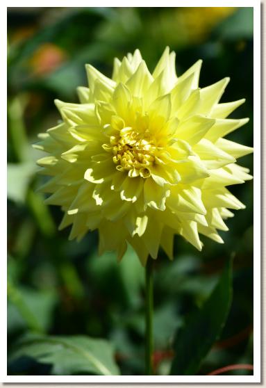 ダリア　ハマリーアコード（Hamari Accord）