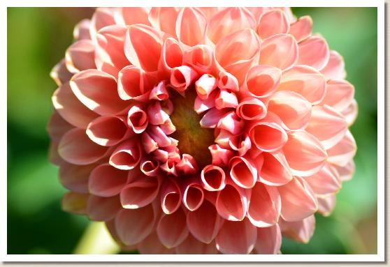 ダリア　ハミルトンヨーク（Hamilton York）｜花の手帖のダリア図鑑