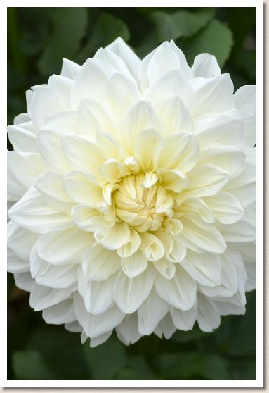 ダリア　ハナギンバン（華銀盤）