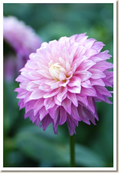 ダリア　ハナゴヨミ（花ごよみ）