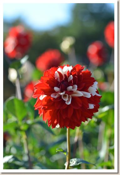 ダリア　ハナカンザシ（花かんざし）｜花の手帖のダリア図鑑