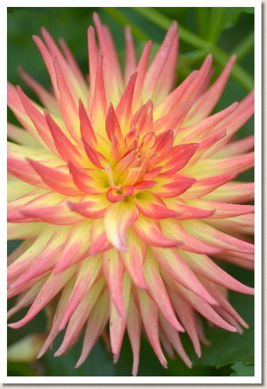 ダリア　ハナチルサト（花散里）