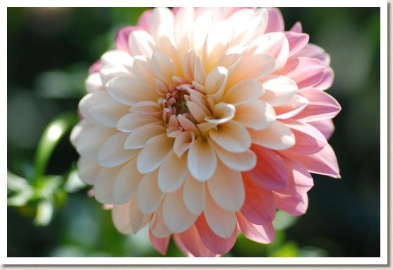 ダリア　ハーモニー