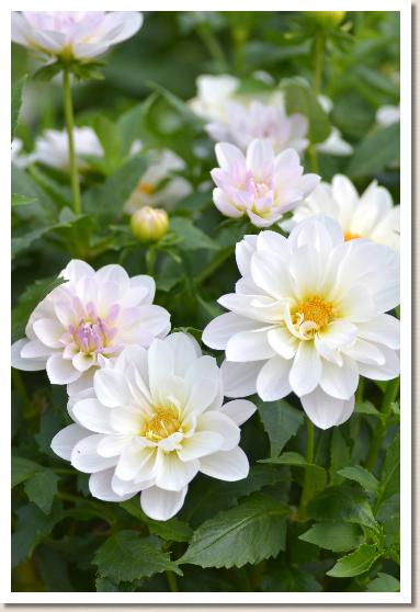 ダリア　ハルキ？（晴輝）