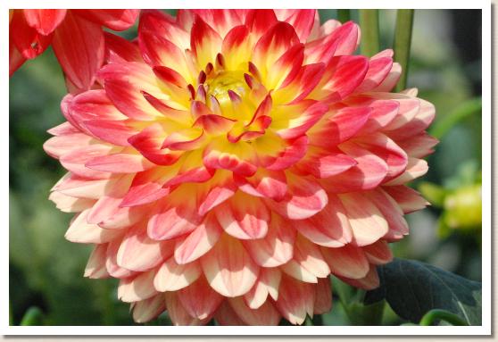 ダリア　ハルモミジ（春紅葉）