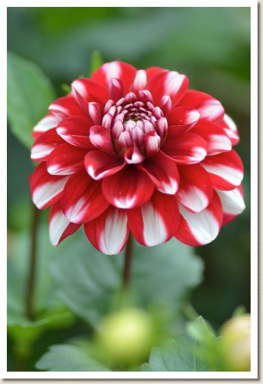 ダリア　ハツハナ？（初花）