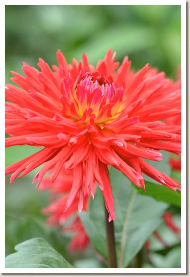 ダリア ヘイセイノホシ