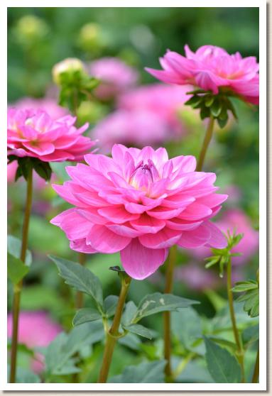 ダリア ヘイワ（平和）