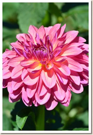 ダリア　ハローグッドバイ（Hello Goodbye）