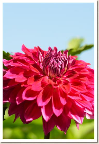 ダリア　ヒダマリ（陽だまり）