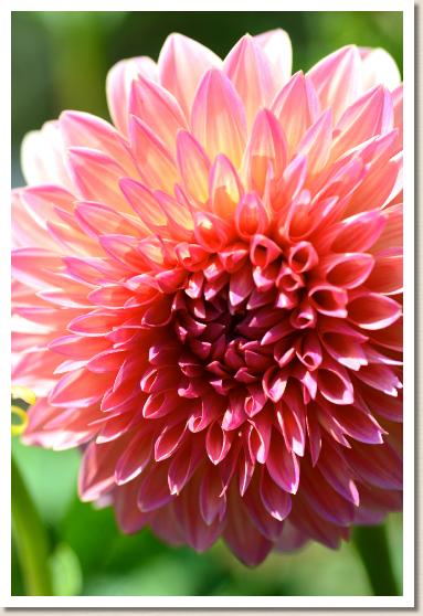 ダリア　ヒルクレスキスメット（Hillcrest Kismet）