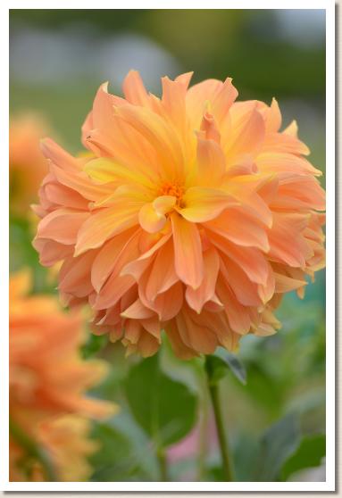 ダリア　ひなたぼっこ