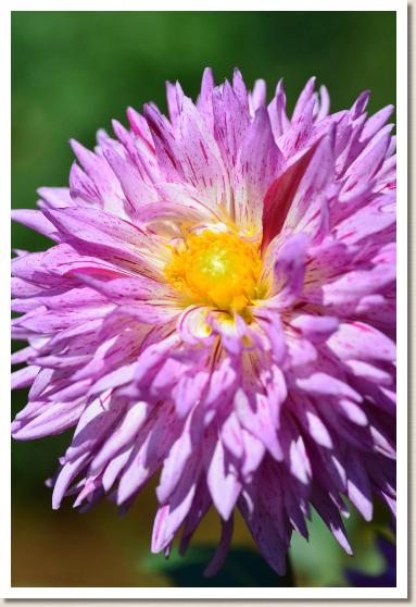 ダリア　｜花の手帖のダリア図鑑