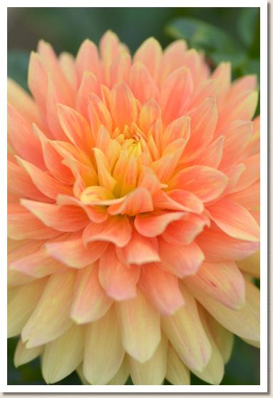 ダリア ヒヨリ（日和）