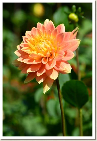 ダリア ヒヨリ（日和）