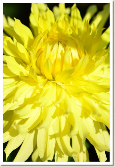 ダリア　ホクト（北斗）