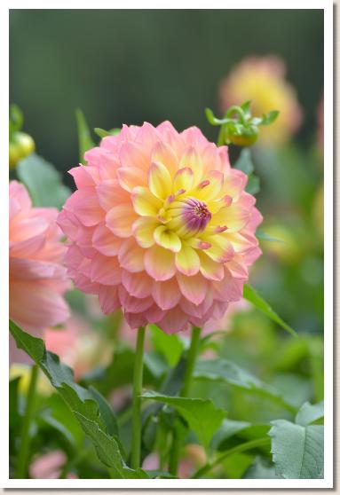 ダリア　ハネムーン