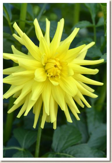 ダリア　｜花の手帖のダリア図鑑