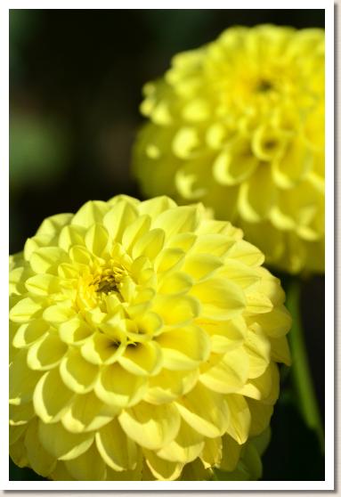 ダリア　星明り｜花の手帖のダリア図鑑