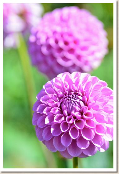 ダリア　｜花の手帖のダリア図鑑