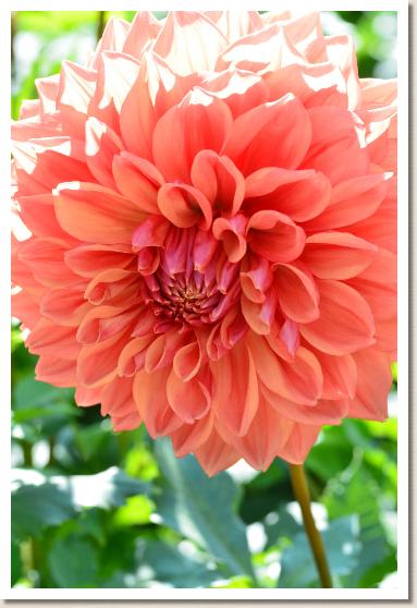 ダリア ホウジュク（豊熟）