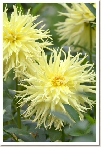 ダリア ホウシュウ（豊秋）