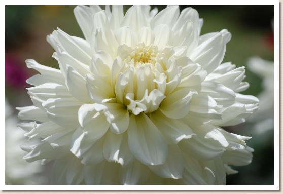 ダリア　ヒョウガ（氷河）