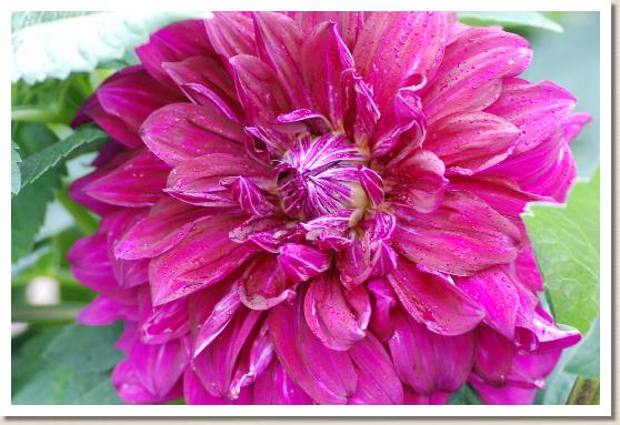 ダリア　キクチコウゲン